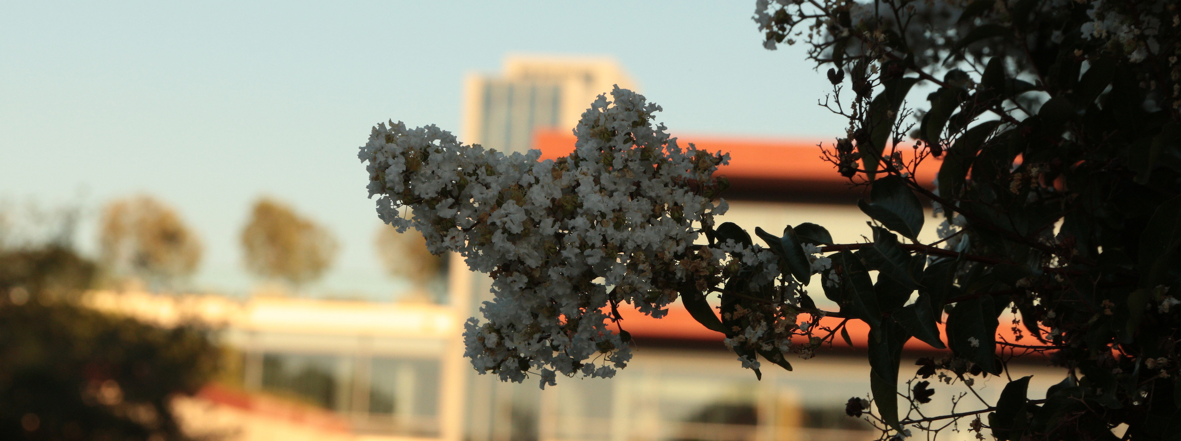 Flowers with the Kravis Center in the distant background.