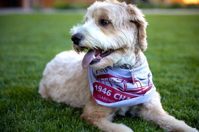 Theo in 1946 Challenge Bandana